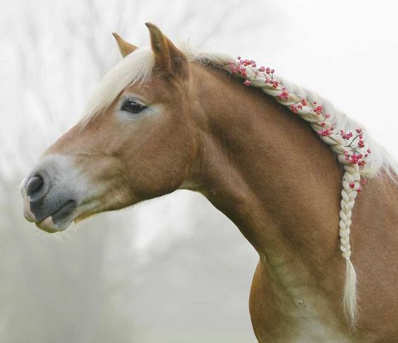 Les coiffures équestres proposées par Cheval d&rsquo;un&nbsp;jour